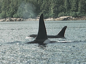 Orcas a/k/a "Killer Whales"